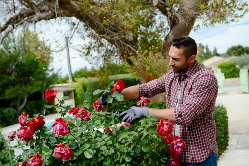 Seasonal lawn treatment for Woolwich homes