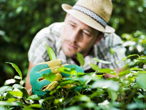Transparent resolution steps for a gardening service complaint