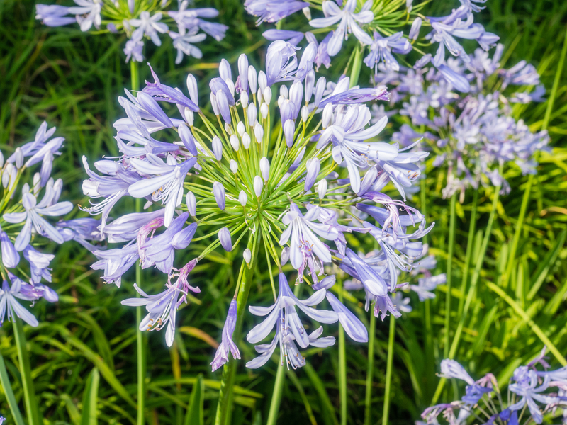 garden maintenance garden