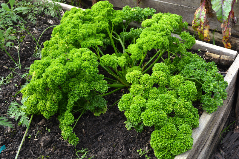 garden maintenance Hedge trimming