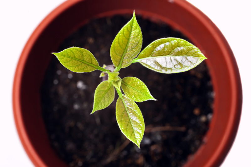 garden maintenance garden care
